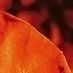 Szeptember